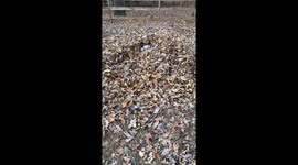 Our Jack Russell Terrier Is Obsessed With Pinecones