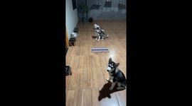 Obedience Training Two Puppies and One Cat