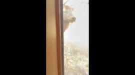 Bull Elk Snacks On Fallen Leaves