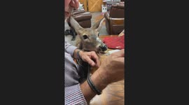 Can't Say No to Maggie the Deer