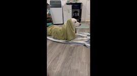 Husky gives mum the silent treatment after bath—Instagram clip hits 1.3M views