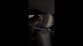 Goofy Golden Retrieves Every Passing Car