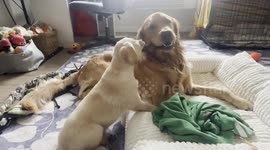 Golden Retriever Shares Bully Stick With New Sister