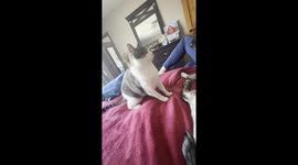 When the Cat Runs the House and the Dog Just Accepts It Part 2