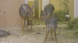 Austria: Baby Antelopes Bring Christmas Joy At Oldest Zoo In The World