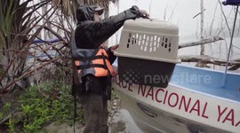 Guatemala: Wild Mammals And Birds Return To Guatemalan Jungle After Rescue