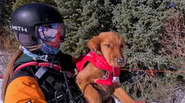 Avalanche Rescue in Training: Meet Benji, Aspen's Adorable Future Lifesaver!