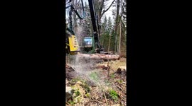 4K 60fps – John Deere 1270G Harvester Processing Spruce Logs Damaged by Bark Beetle | Waratah H415
