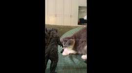 Terrified cat cowers in fear as owner scares it with Godzilla action figure