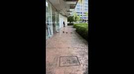 Four hungry cats queue outside nail spa door waiting for opening time