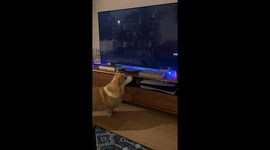 Corgi growls at floating Samsung logo—Instagram clip captures hilarious first encounter