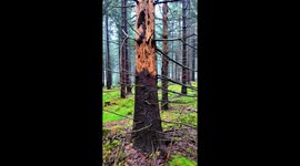 4K 60fps – John Deere Harvester Removing Bark Beetle-Damaged Spruce in Young Forest Stand | Waratah Head