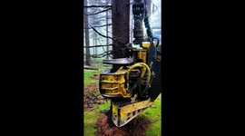 4K 60fps – Harvester Thinning Young Spruce Forest in High Mountain Terrain and Fog