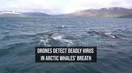 Drones Detect Deadly Virus In Arctic Whales' Breath