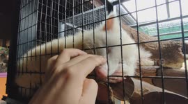 Adorable Albino Raccoon Sleeps Soundly Despite Zoo-Goer’s Gentle Cuddle