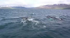 UNCAPTIONED: Drones Detect Deadly Virus In Arctic Whales' Breath