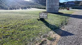 Christmas Tree Shopping at Boyd's Christmas Tree Farm in Western North Carolina