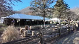 Christmas Tree Shopping at Boyd's Christmas Tree Farm in Western North Carolina