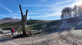 Christmas Tree Shopping at Boyd's Christmas Tree Farm in Western North Carolina