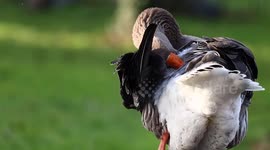 Geese 'stolen from park to eat on Christmas Day'