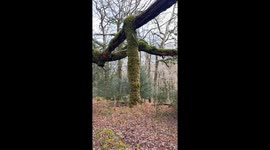 Dangling Moss Shakes Hand