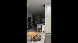 Dog Finds Ball in My Gym Bag