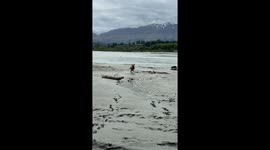 Dog Biffs It and Gets Right Back Up!