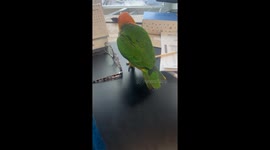 Parrot Can't Decide What To Play With