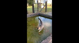 Cat Chases His Fish Friends on a Frozen Pond