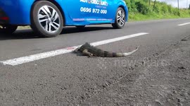 Iguana crushed on the road. French island of Martinique, Trinité, Caribbean, West Indies, France, 19 December 2025