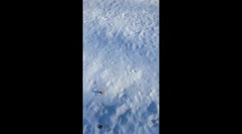 Canada Geese Visit the Snowfa