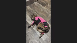 Cat's New Shedding Outfit Doesn't Fit