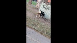 English Bulldog Goes for the Tackle