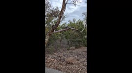 Grumpy Frogmouth Bird Family