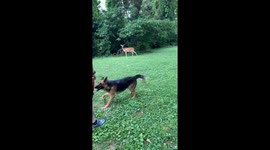 Deer Plays Frisbee With German Shepherd