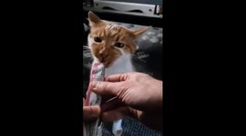 Cat loves Treat so much that it says Nom nom when eating, this is 100% real when car is eating Lick-E-licks