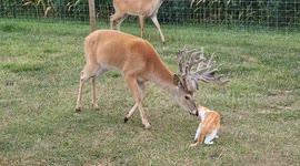 Deer Gives Cat a Bath