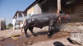 World’s smallest water buffalo Radha measuring just over two feet and 8 Inches