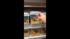 Hercules beetle breeder’s vlog showcases daily care in Japan—Instagram clip surpasses 1M views