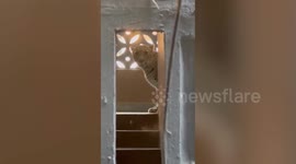 Leopard rampage inside residential building leaves three injured as relentless effort leads to capture