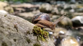 Macro Snail on Mossy River Stone – Detailed Shell, Skin Texture and Natural Movement with River Sound