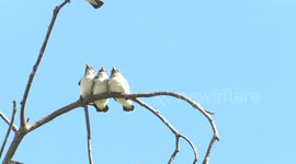 Huddling White-breasted Woodswallow chicks have insatiable appetites as they  beg for food.