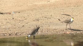 Masked Lapwing pair enjoying bathing, wing-stretching and a bit of preening.