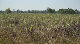 Thailand: Displaced Thai farmers anxious to return home despite continued border clashes with Cambodia