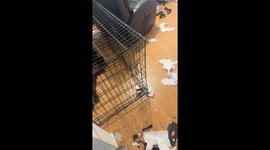 Guilty cane corso stares down owner after tearing up house—Instagram clip hits 1.7M views