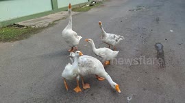 hiss,  sound of a goose when you feel desperate