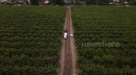 Chile: Chile exports 90 percent of cherry harvest to China