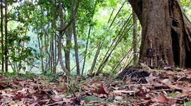 Rare leopard and black panther spotted on wildlife camera in central Thailand