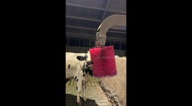 Jenny the cow absolutely loves being scrubbed down by huge brush