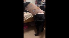 Hefty dog struggles to climb onto bed with owner